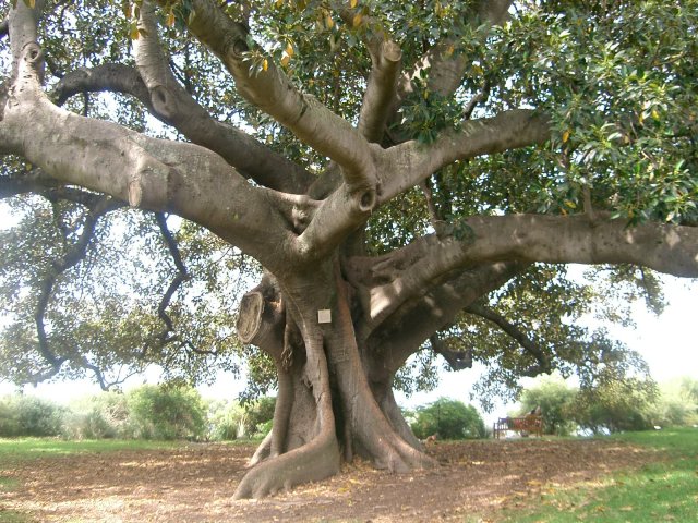 Fig Tree